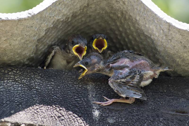 Как и чем кормить птенца, выпавшего из гнезда?