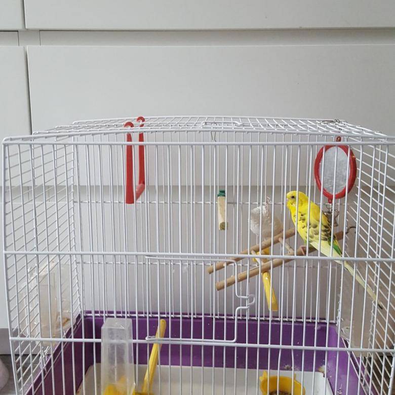 Что нужно в клетке для попугая ???? советы владельцам | pet7