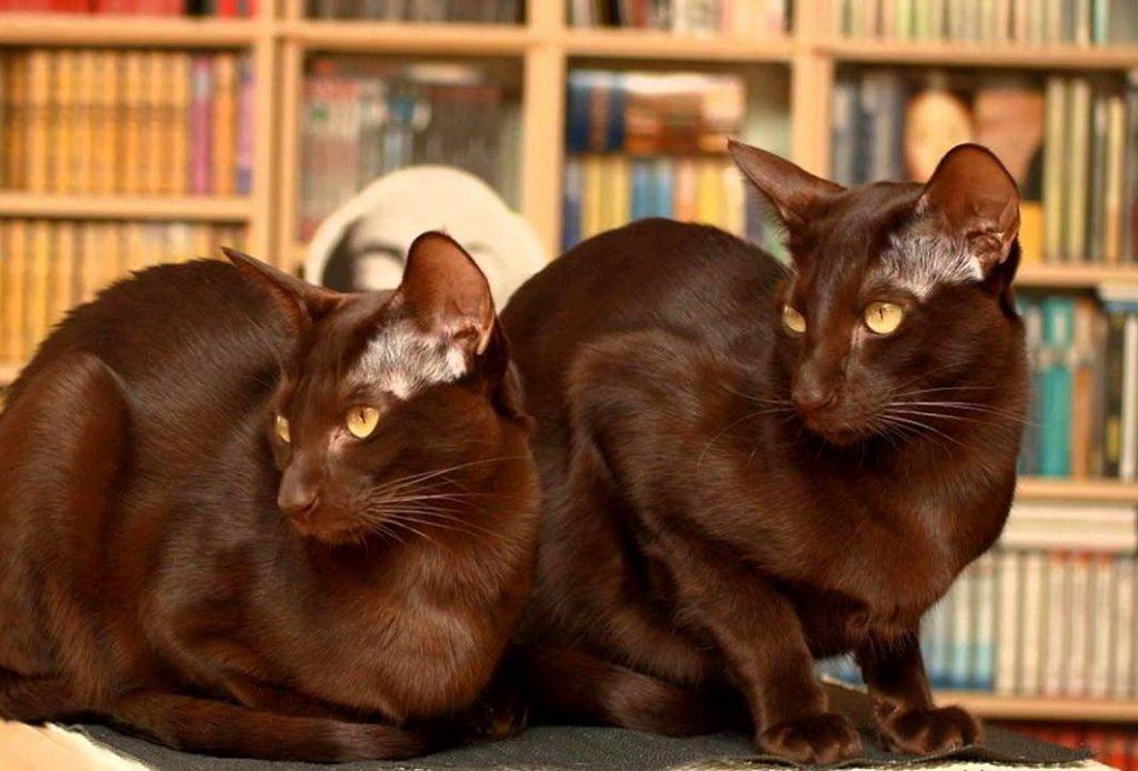 Кошки породы гавана браун: информация и особенности характера
