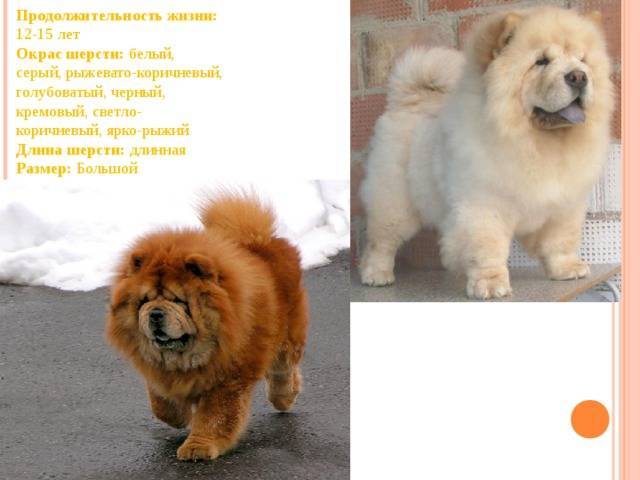 Собаки чау-чау: описание характера и породы | блог ветклиники "беланта"