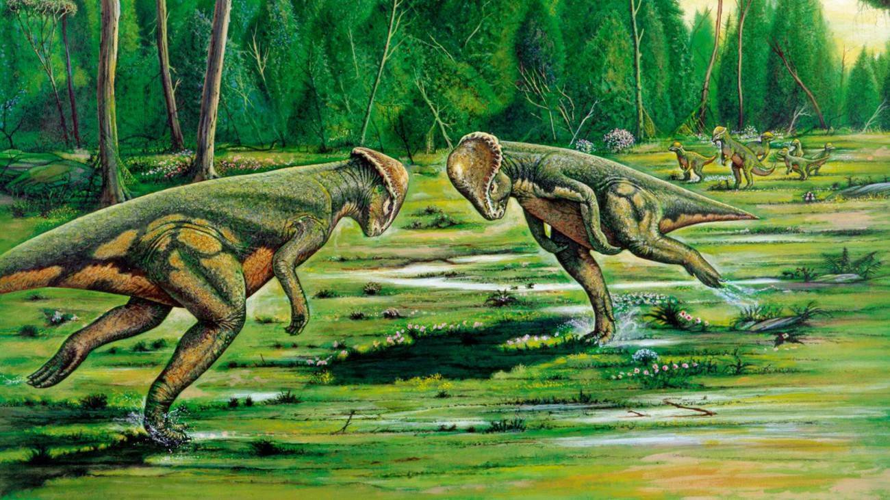 Тираннозавр рекс: описание, как охотился, интересные факты – пипсик - самое интересное в мире: удивительные и невероятные факты