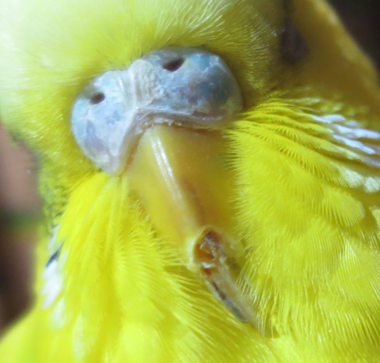 Слоится клюв у попугая (волнистого, кореллы, жако, неразлучника) — что делать?