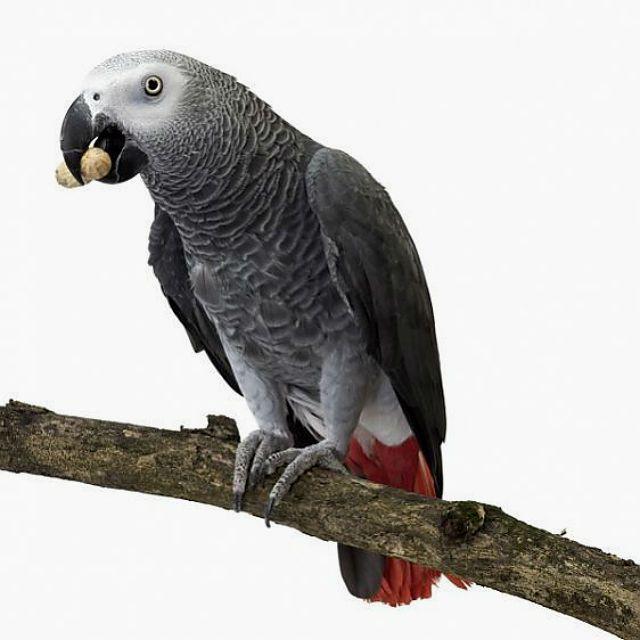 Попугай жако: особенности, характер, уход