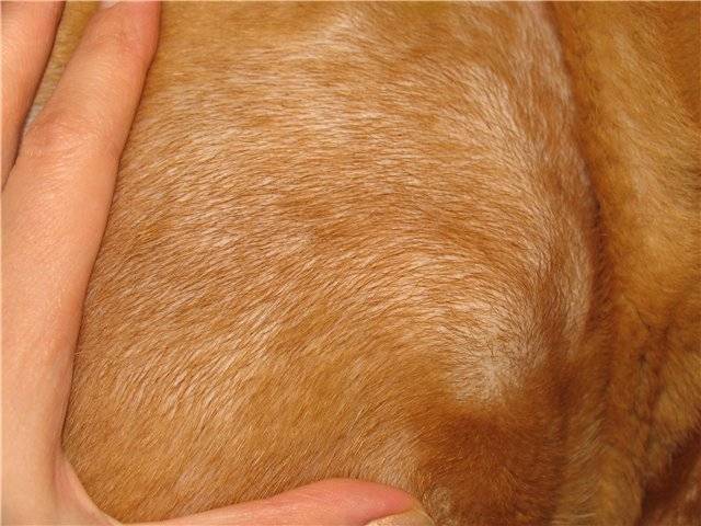 Демодекоз (подкожный клещ) у собак - симптомы, диагностика, лечение и профилактика
демодекоз (подкожный клещ) у собак - симптомы, диагностика, лечение и профилактика