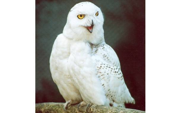 Вид: nyctea scandiaca = белая [полярная] сова