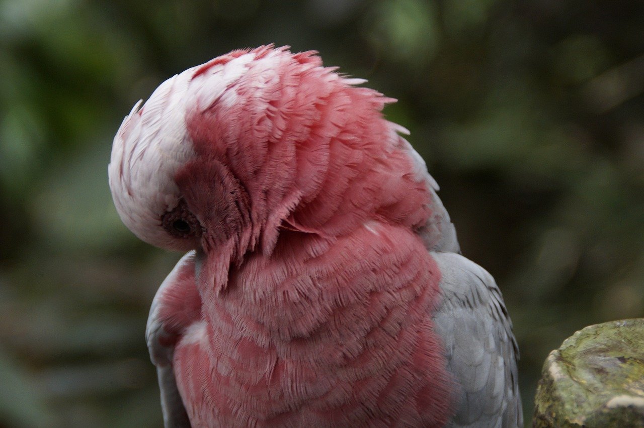 Розовый какаду: внешний вид, характер, содержание в домашних условиях