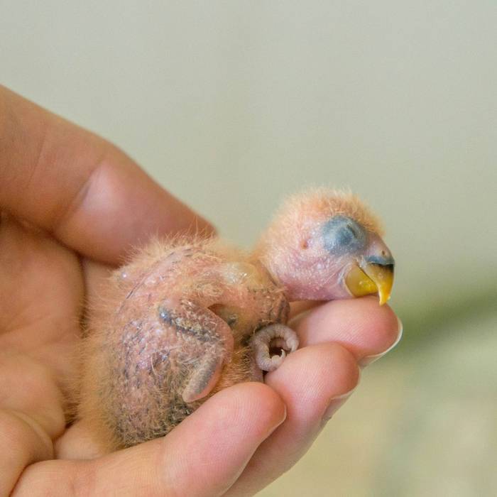 Птенцы волнистого попугая по дням от 0 до 29 дней: как выкормить и не только