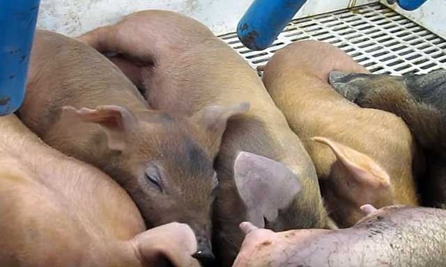 Чем кормить новорожденных поросят без свиноматки
