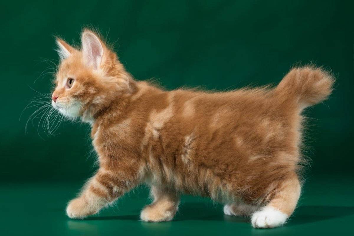 Карельский бобтейл или карело-финская кошка