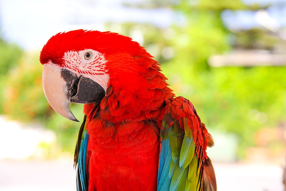 Порода попугаев ара: особенности, образ жизни, виды, содержание в домашних условиях