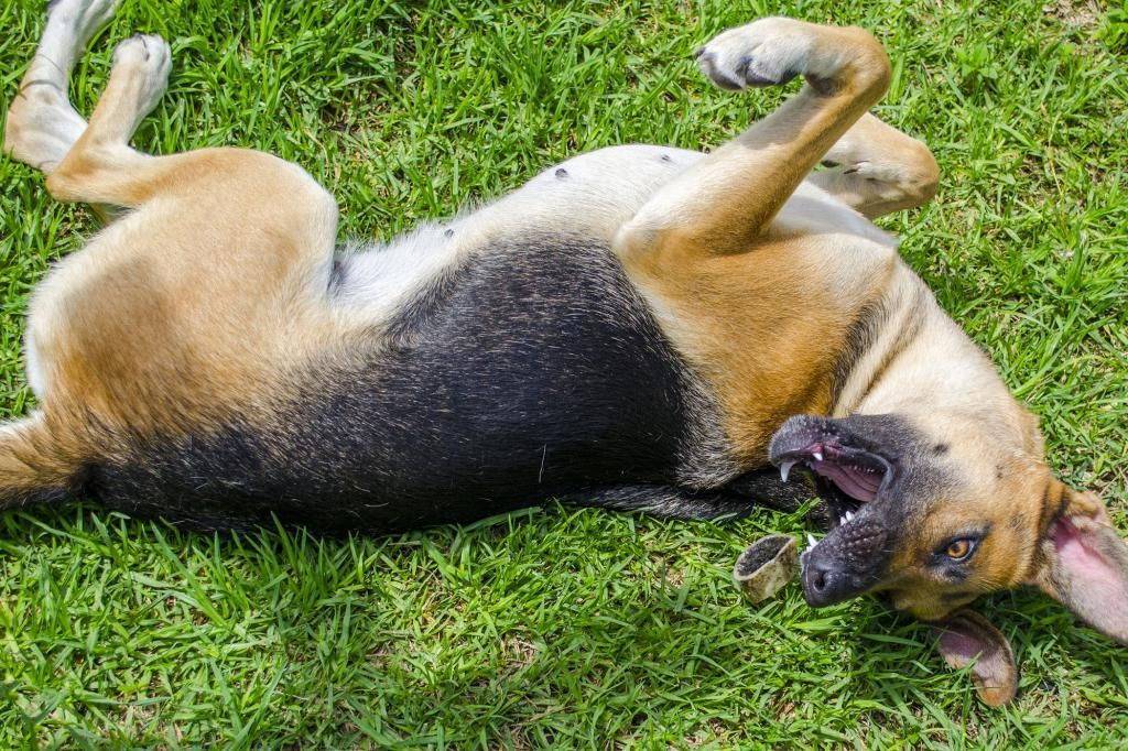 Эпилепсия у собак: причины, симптомы, лечение, что делать при приступе | petguru
