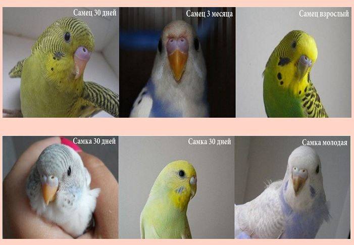 Как определить пол волнистого попугая, отличить мальчика от девочки, самца от самки