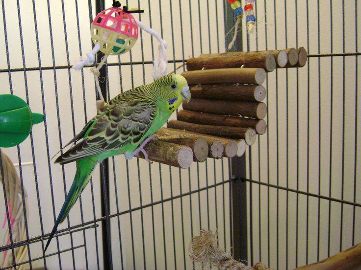Волнистый попугай: уход и содержание дома