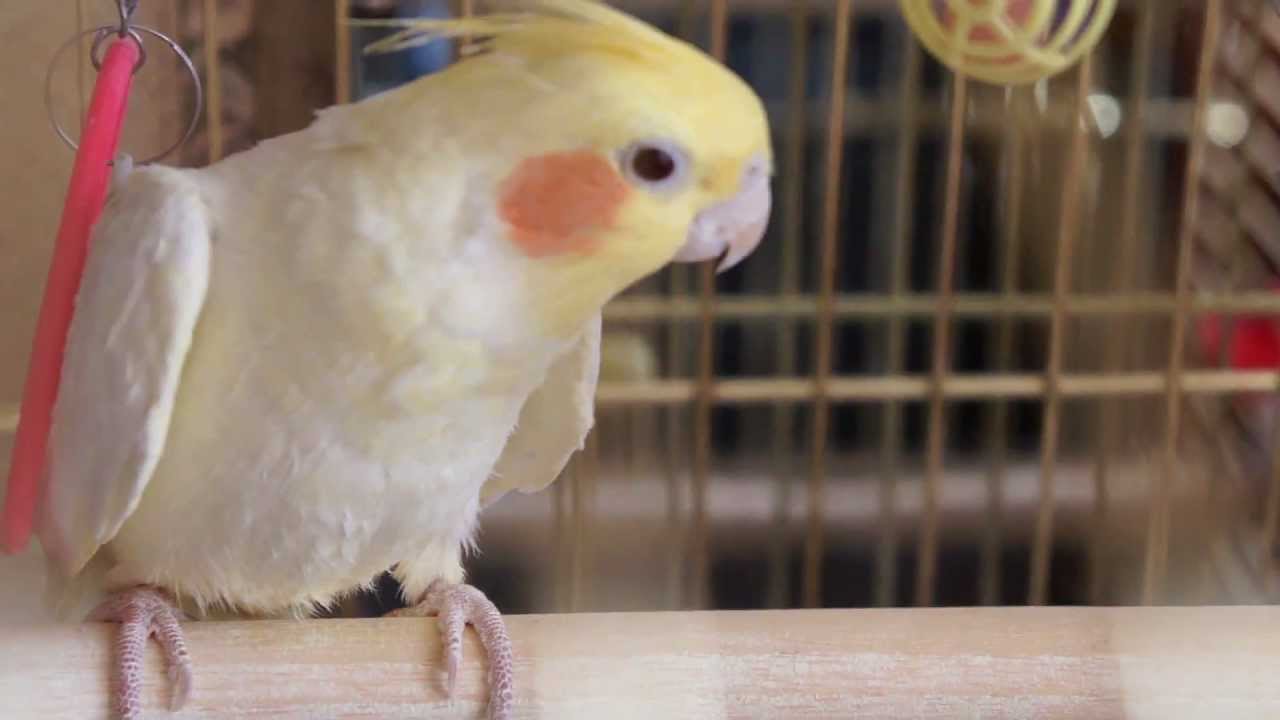 Попугай корелла – розовощекий певец. описание и фото попугая корелла