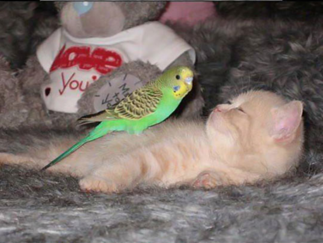 Взаимоотношения попугая с котом или собакой и секреты приучения их друг к другу