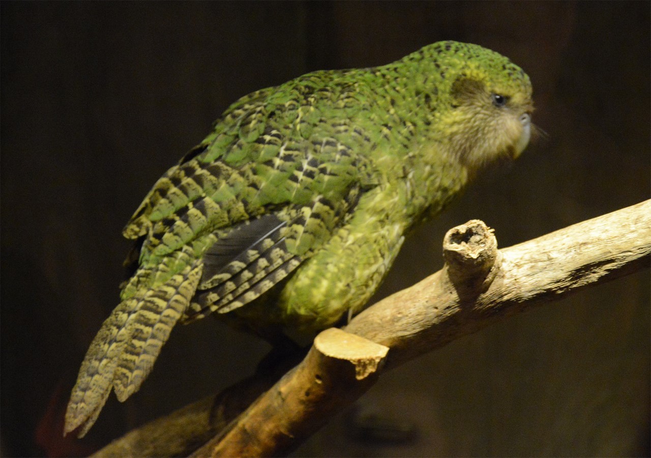 Какапо или совиный попугай: описание, продолжительность жизни, фото