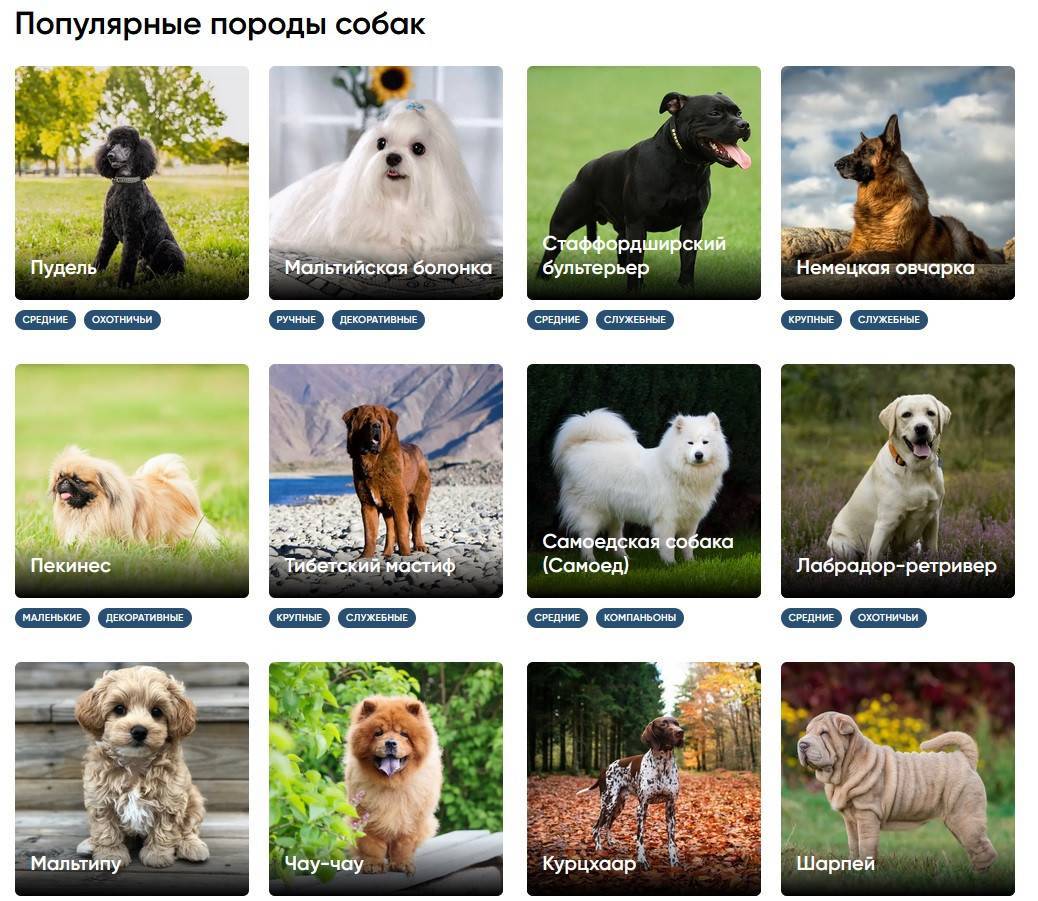 Средние породы собак - названия и фото (каталог)