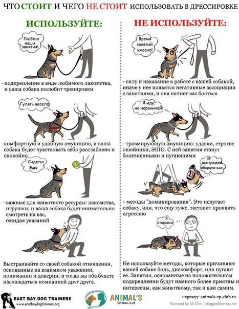 Инструкция по правильному воспитанию щенков и взрослых собак