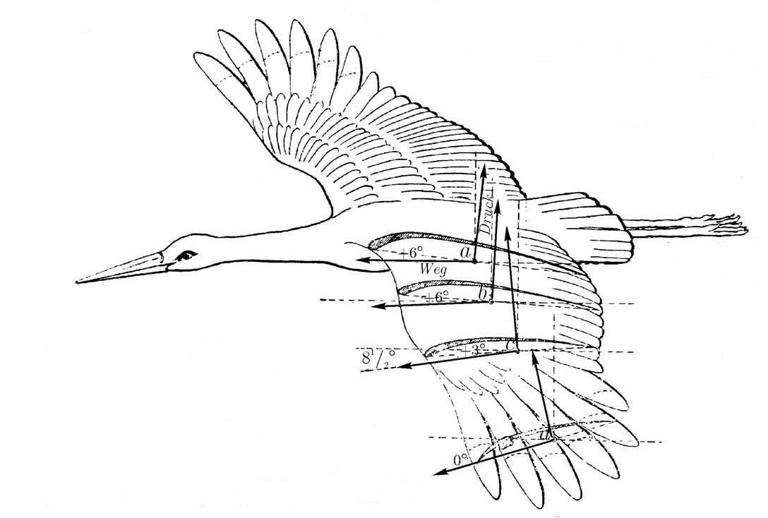 Аэродинамика и механика полёта птиц.