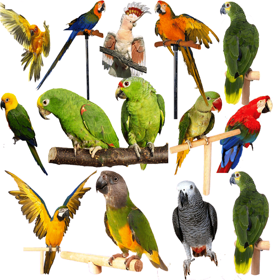 Виды попугаев. описания, названия и особенности видов попугаев | живность.ру