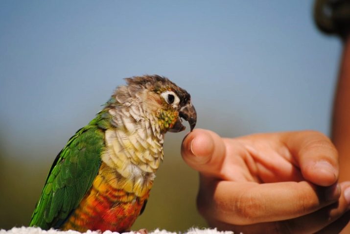 Почему попугай кусается и как отучить его кусаться: полезные советы