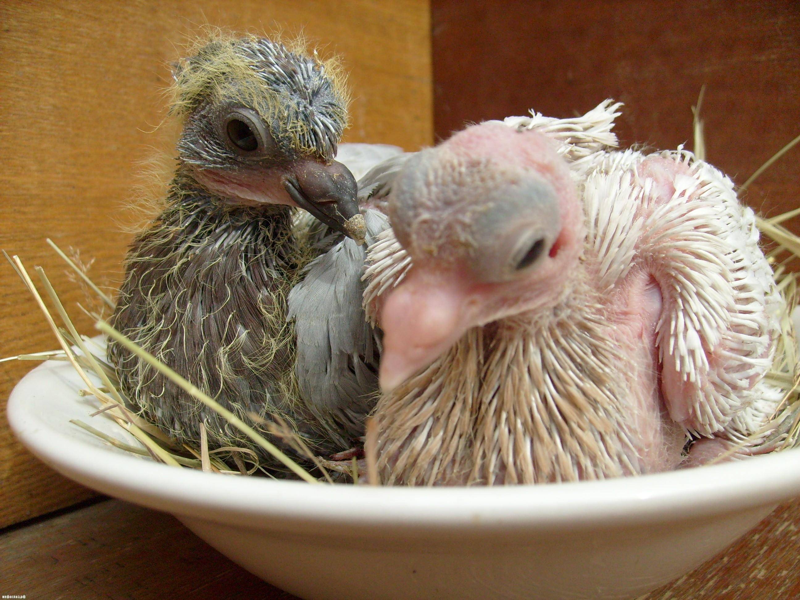 Где можно найти маленьких птенцов голубя и как выглядят детеныши, фото