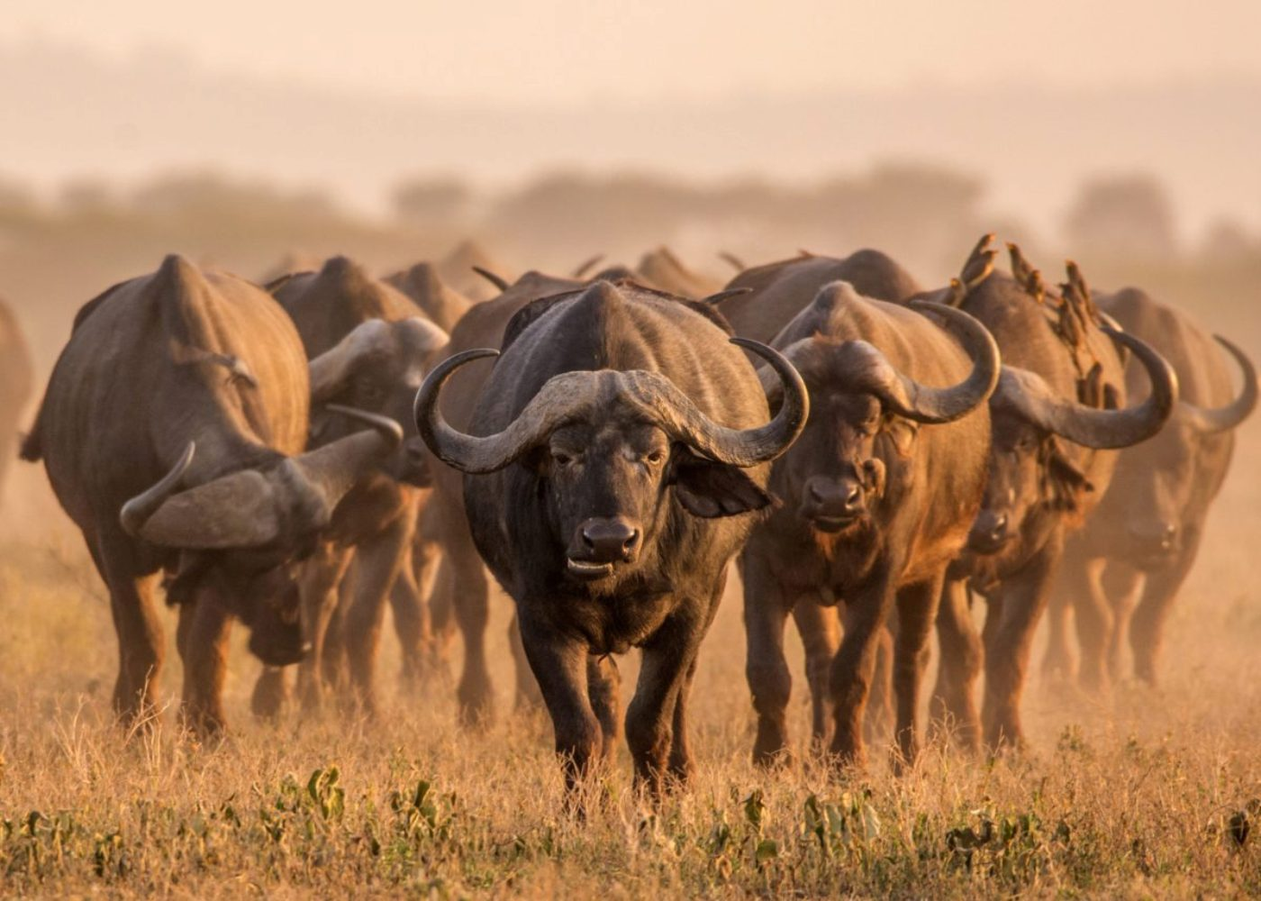 Дикие быки — буйволы