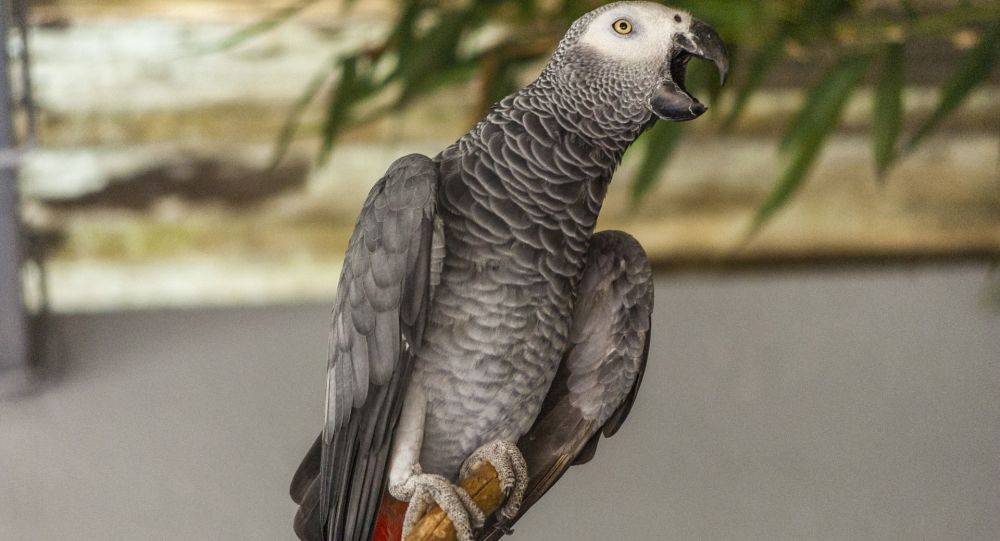 Самый умный попугай в мире: описание, виды, фото