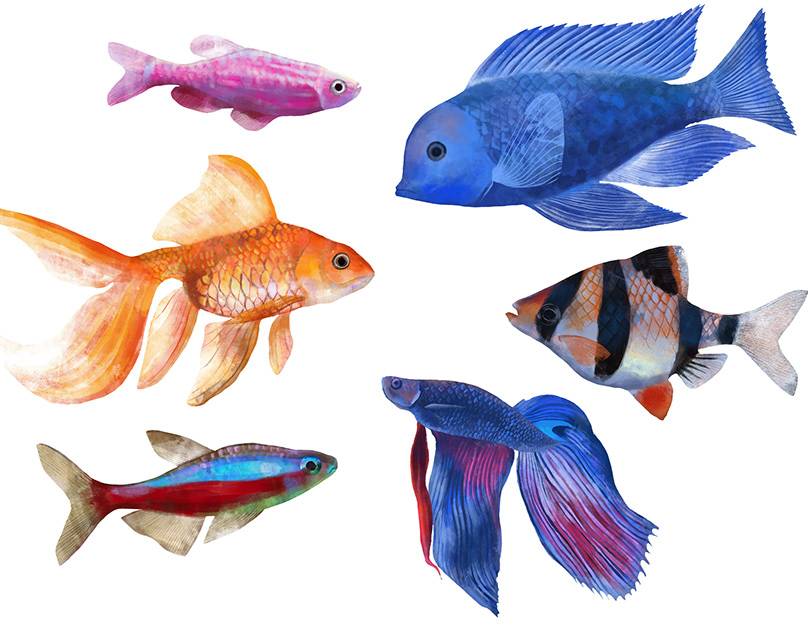 Все что нужно для аквариума: список необходимых вещей для начинающего аквариумиста