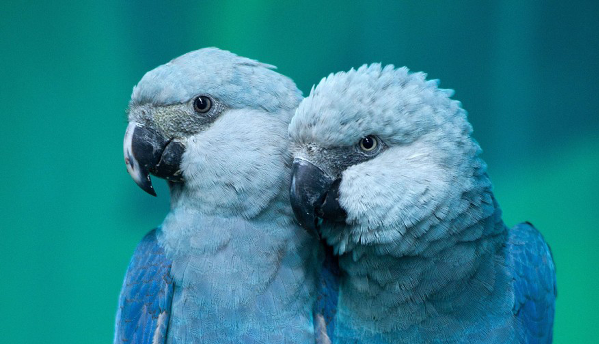 Попугай ара: уход и содержание, болезни и лечение