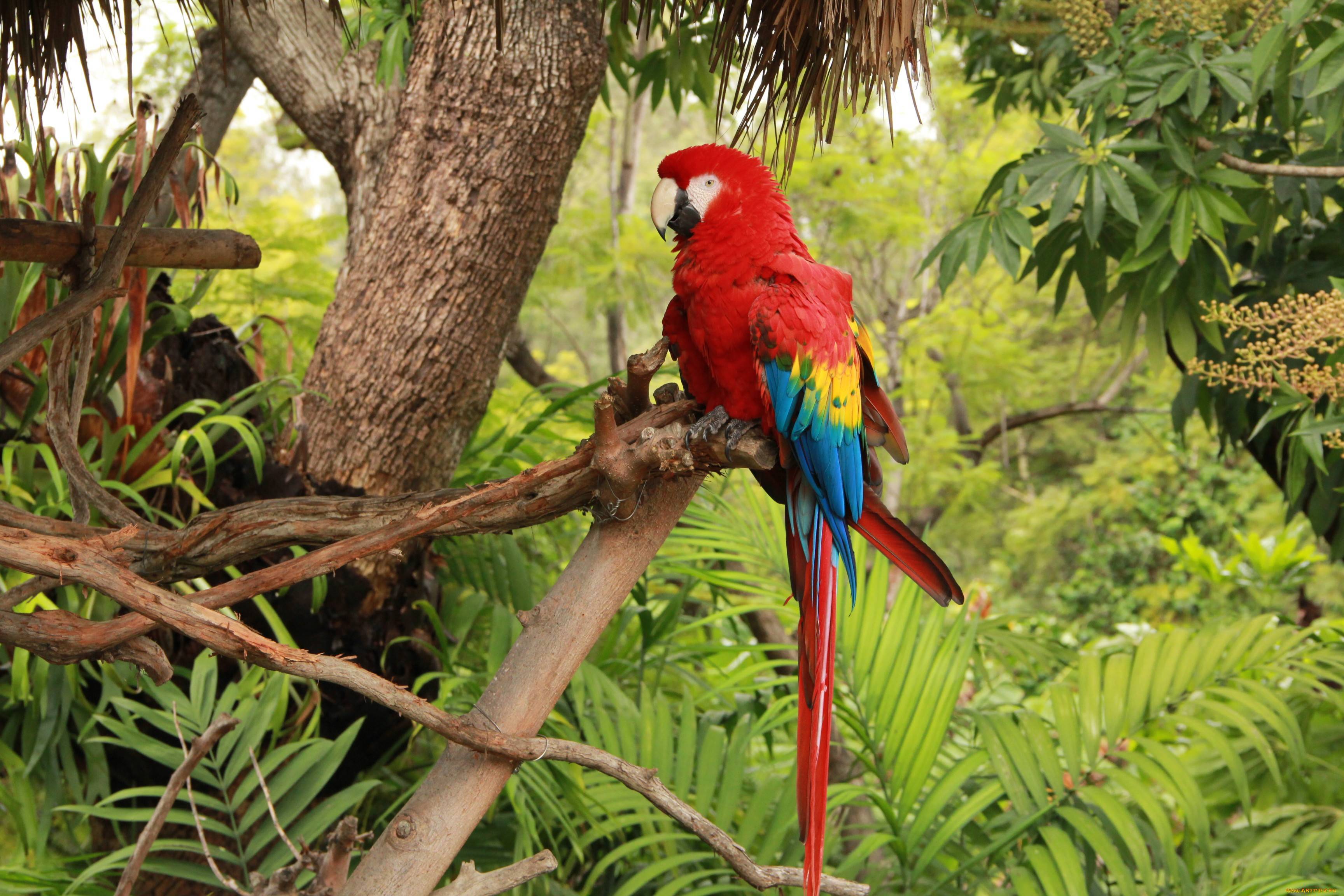 В Мексике открыли новый вид попугаев