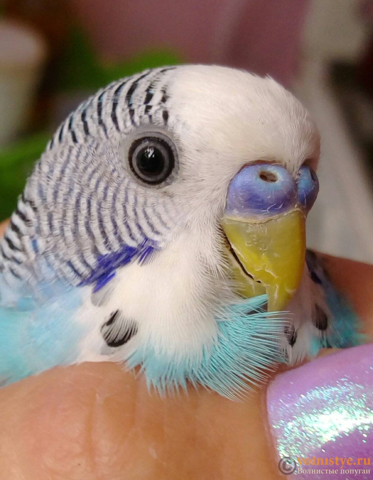 Способы определения возраста волнистых попугаев