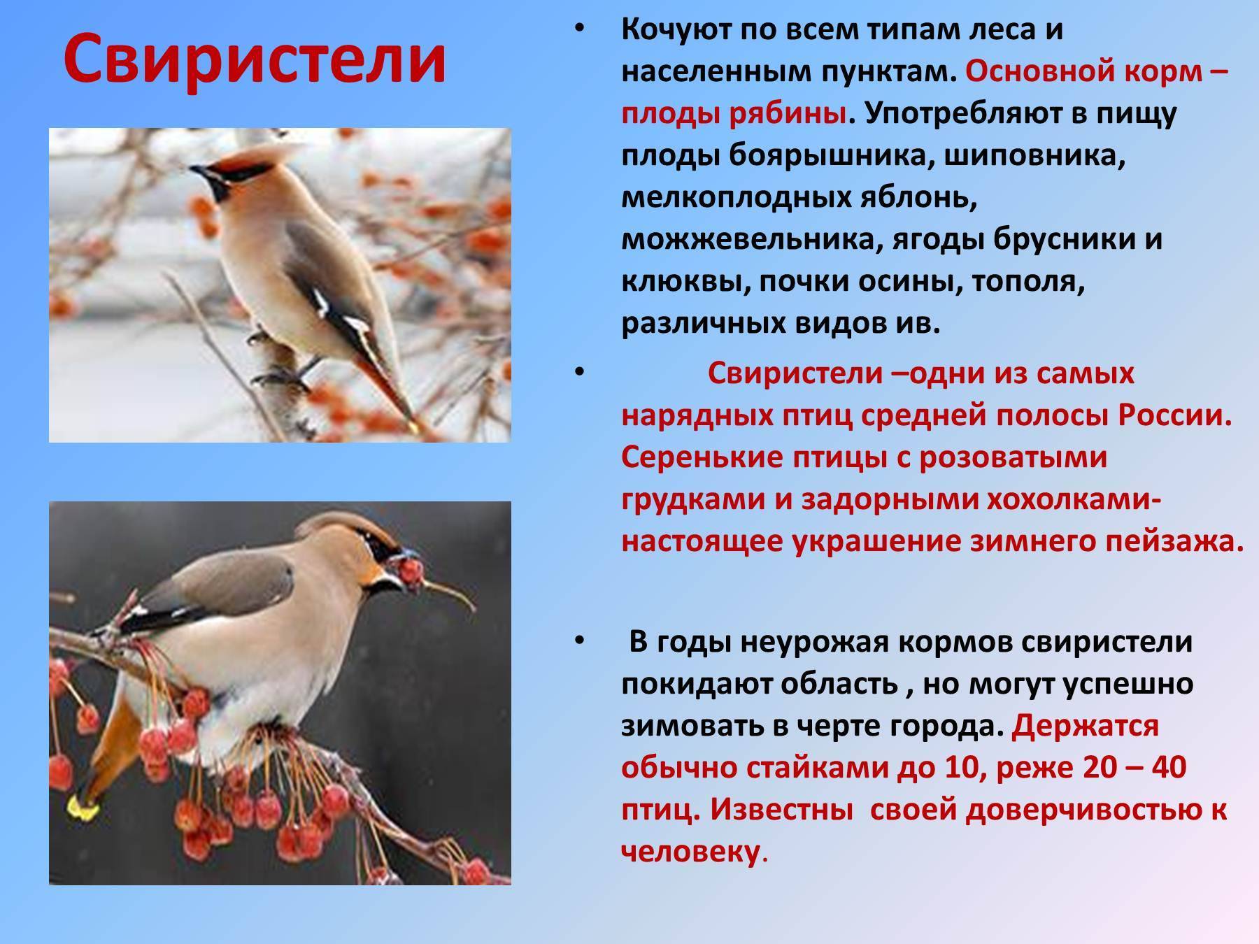 Птица свиристель: описание и фото, как выглядит, где зимует
