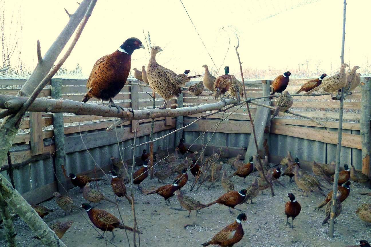 Разведение фазанов — просто, прибыльно, интересно. виды, содержание, питание. фото — ботаничка.ru