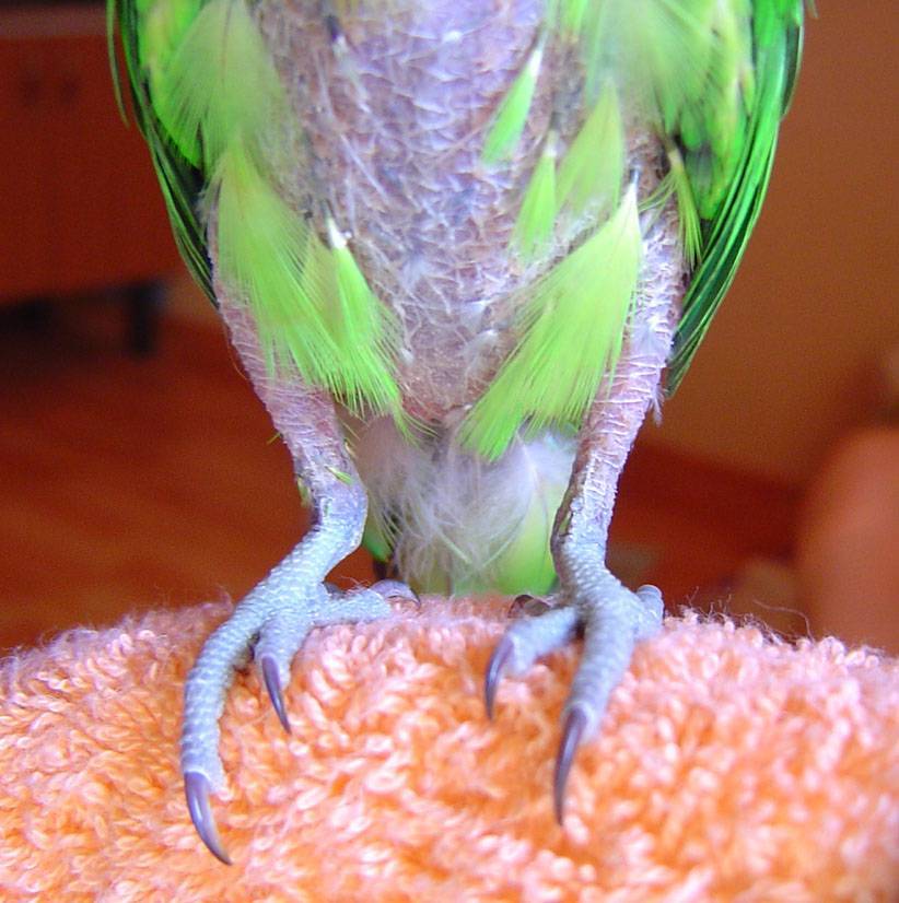 Самоощипывание попугаев: причины и способы предотвращения