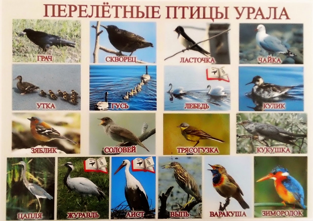 Перелетные птицы россии и мира – список фото с названиями | какие птицы улетают на юг в теплые края зимовать