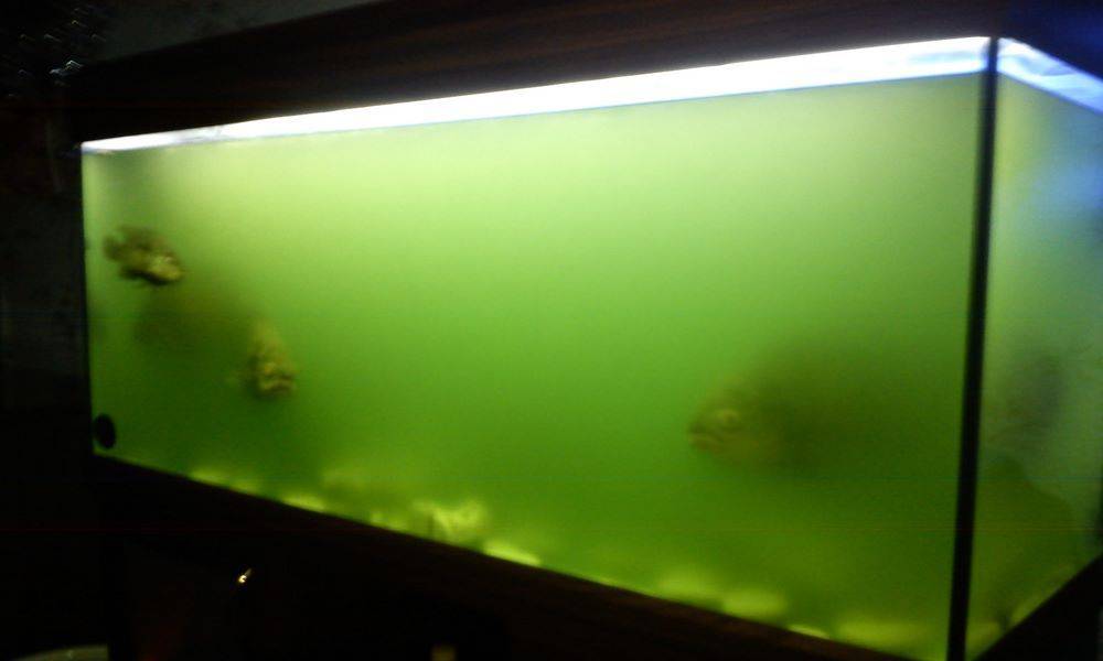 Все причины того, почему на стенках аквариума появляется зелень