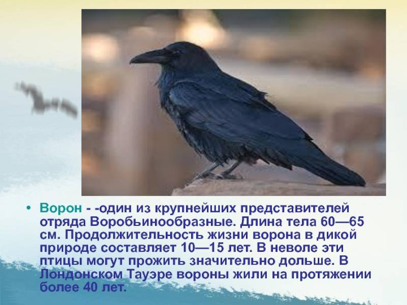 Удивительная птица ворон: сколько он может жить