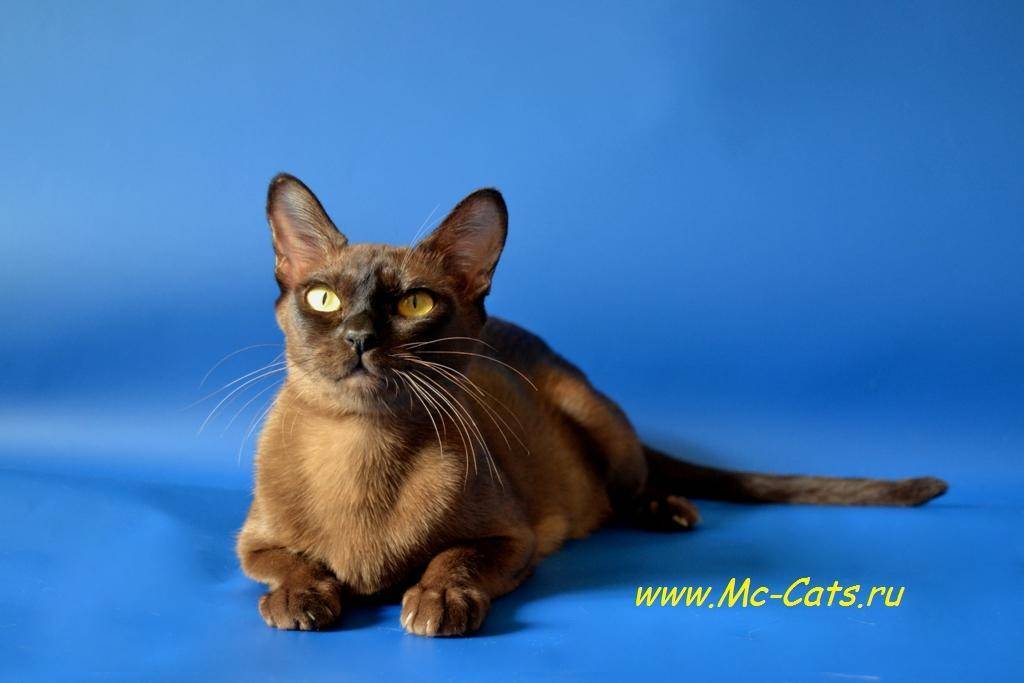 ᐉ бурманская кошка - описание пород котов - ➡ motildazoo.ru