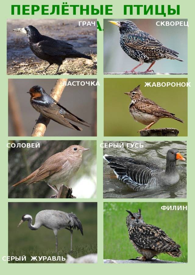 Зимующие и перелетные птицы – картинки с названиями для детей
