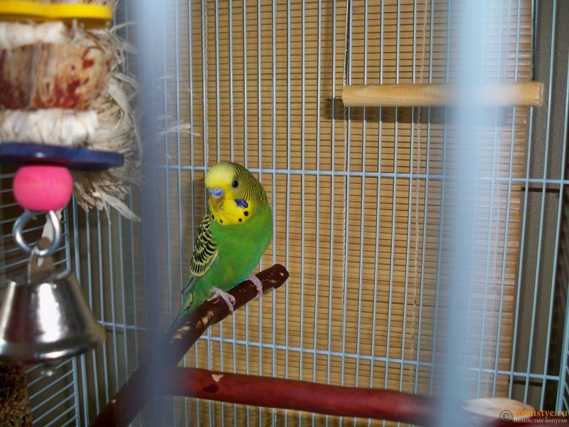 Как выбрать здорового волнистого попугая, адаптировать его и ухаживать за ним