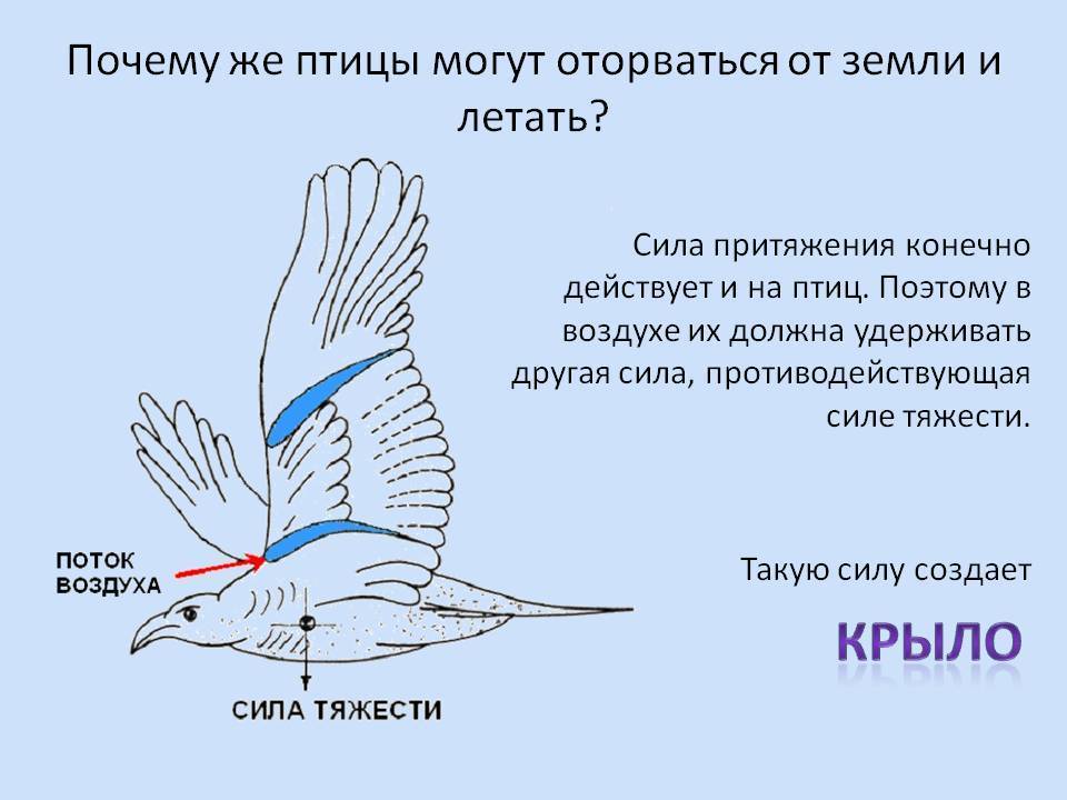 ᐉ летают ли павлины: особенности поведения и интересные факты - zooon.ru