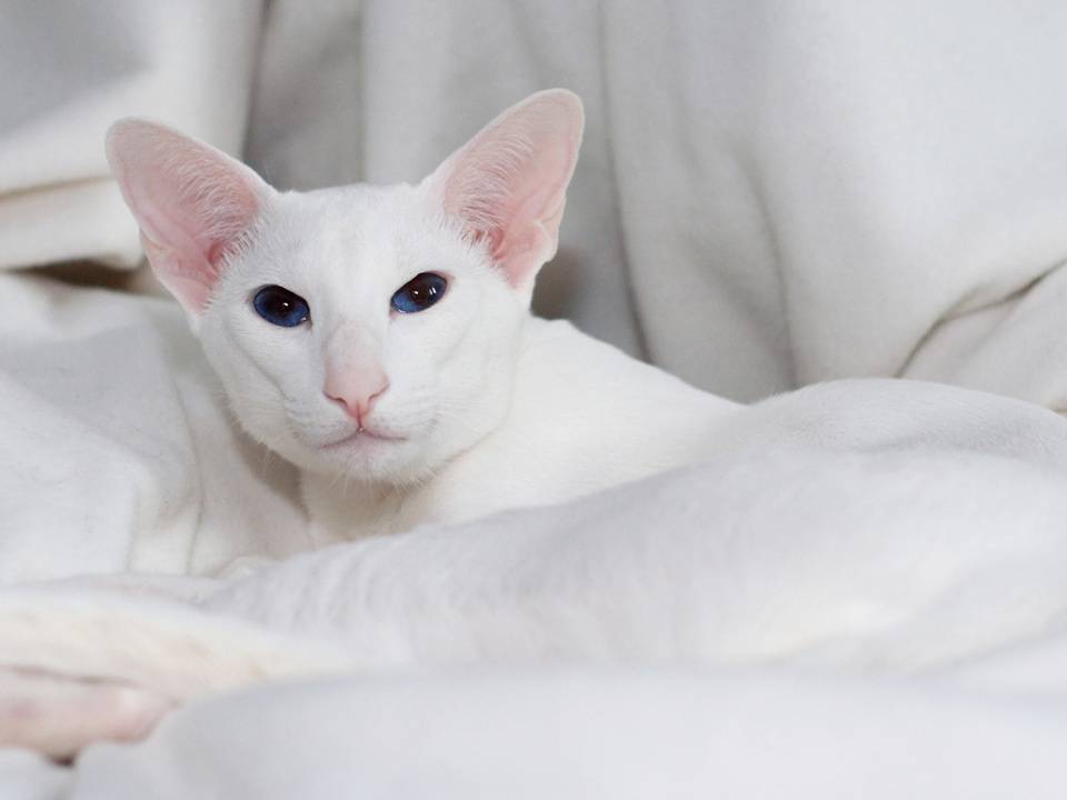 Форин вайт - описание породы и характер кошки