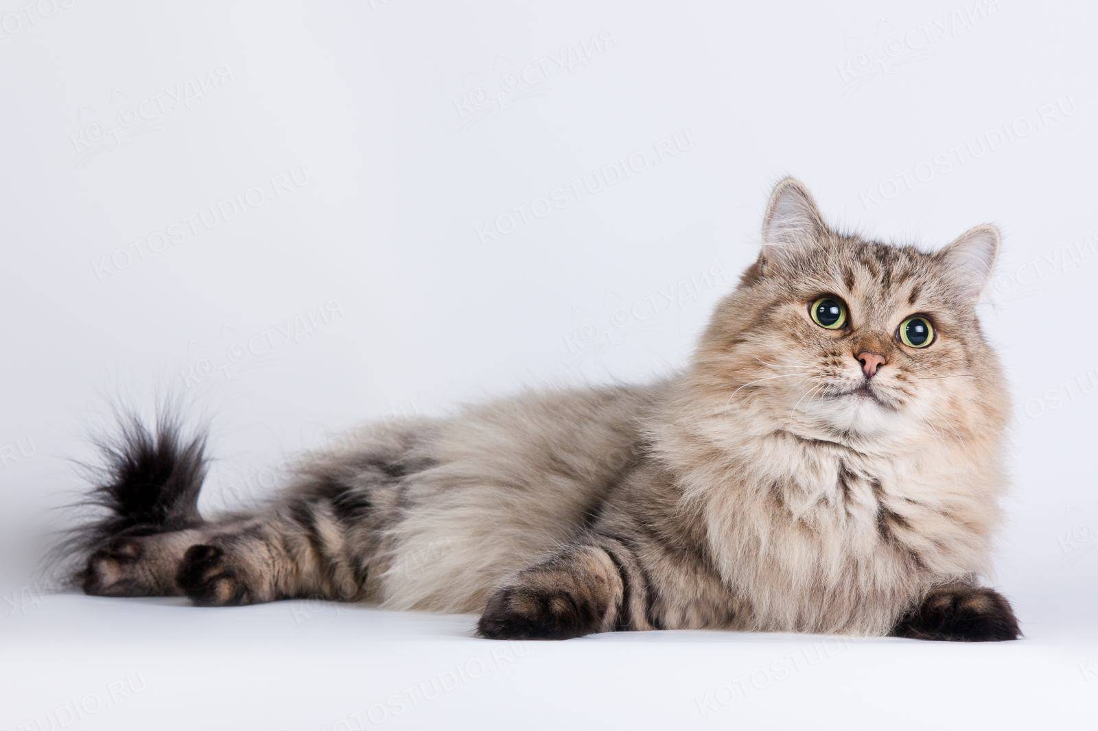 Все, что вы хотели бы узнать, прежде чем завести сибирскую кошку