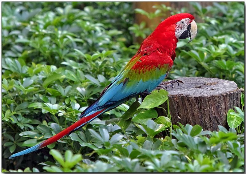 Как выглядит попугай ара - виды, расцветки, уход и содержание в домашних условиях