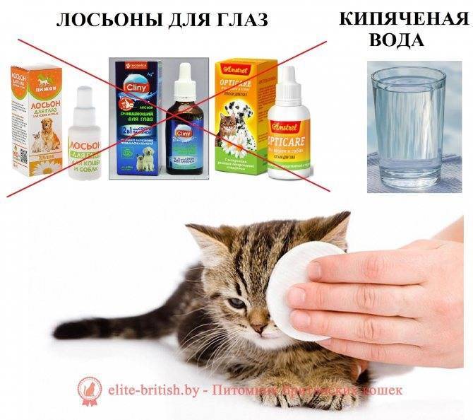 Кормление котенка — правильный рацион, советы | veterinar-info