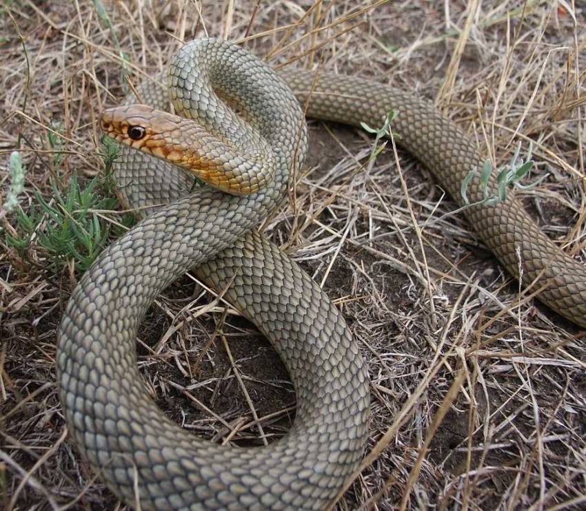 Змеи кавказа: фото, виды, описание