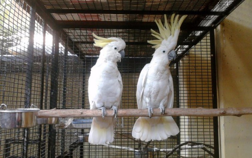 Попугай какаду: виды, ареал обитания, особенности