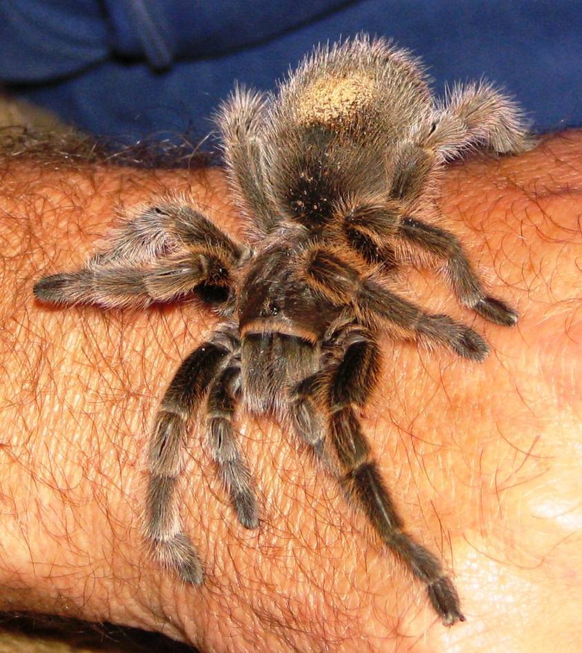 Тарантул – большой ядовитый паук