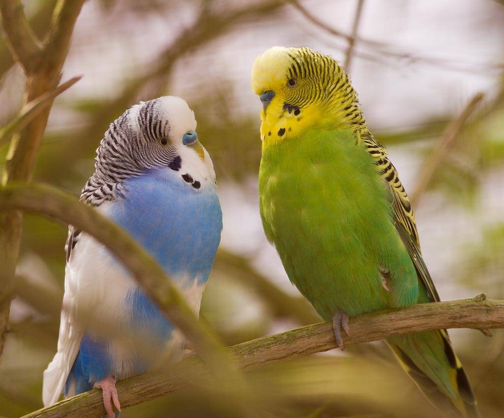 Происхождение волнистых попугаев